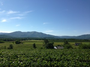 Strawberry Patch
