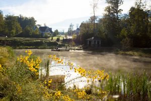 Hallsley Pond Mist