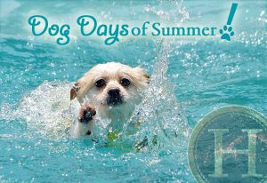 Dog Days Of Summer